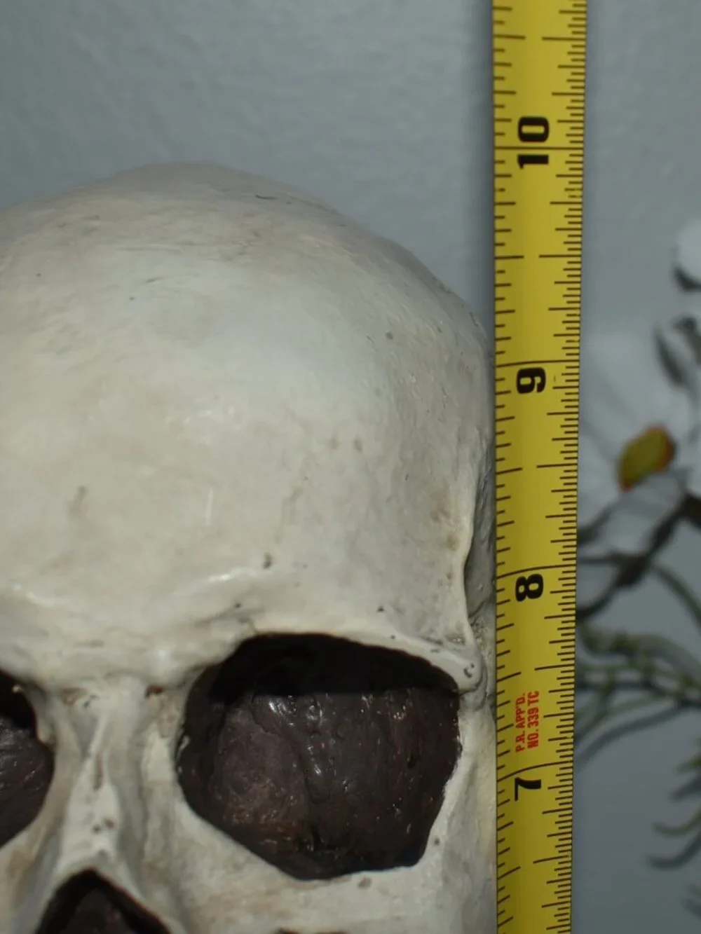 Gothic Horror Realistic Skeleton Skull on Pedestal Spooky Halloween Decor